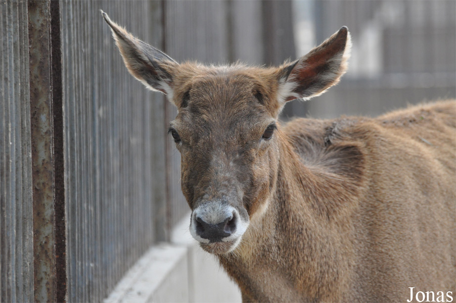 Beijing Zoological Gardens