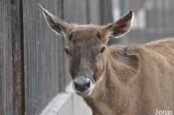 Beijing Zoological Gardens