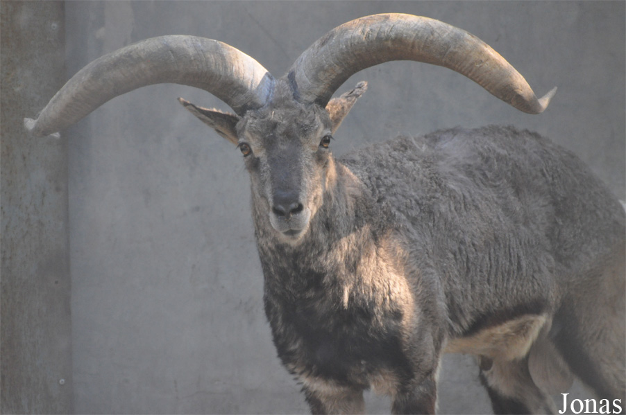 Beijing Zoological Gardens