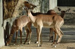 Aepyceros melampus petersi