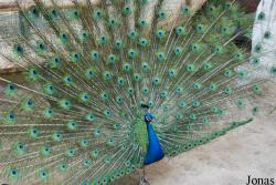 Beijing Zoological Gardens