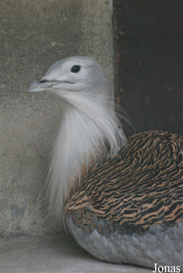 Beijing Zoological Gardens