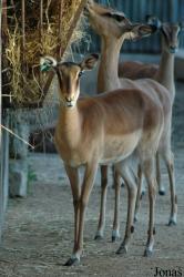 Jardim Zoológico de Lisboa