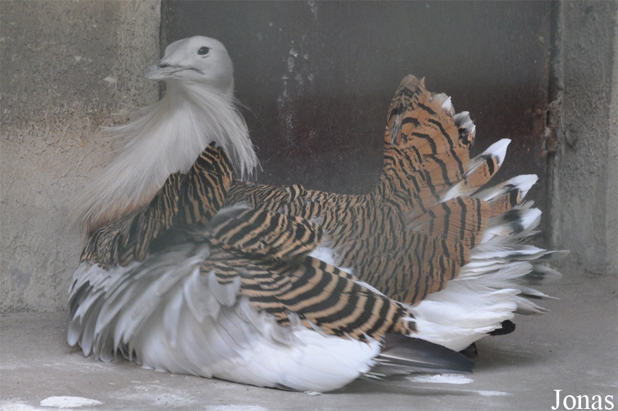 Beijing Zoological Gardens