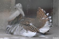 Beijing Zoological Gardens