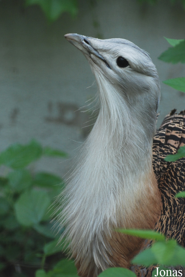 Beijing Zoological Gardens