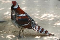 Beijing Zoological Gardens