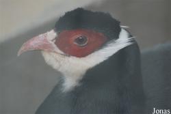 Beijing Zoological Gardens