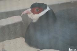Beijing Zoological Gardens