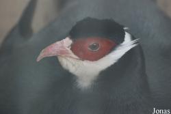 Beijing Zoological Gardens
