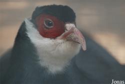 Beijing Zoological Gardens