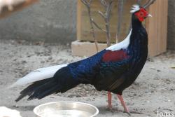 Beijing Zoological Gardens