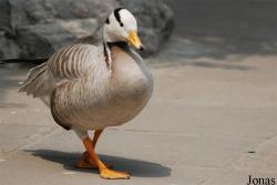 Beijing Zoological Gardens