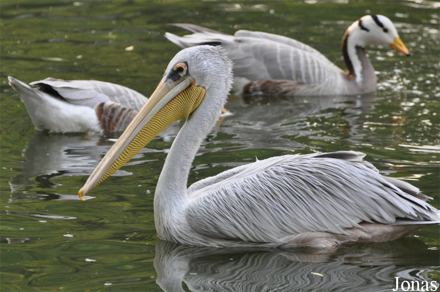 Beijing Zoological Gardens