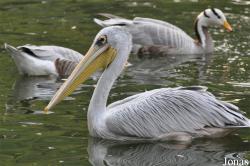 Beijing Zoological Gardens
