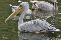 Beijing Zoological Gardens