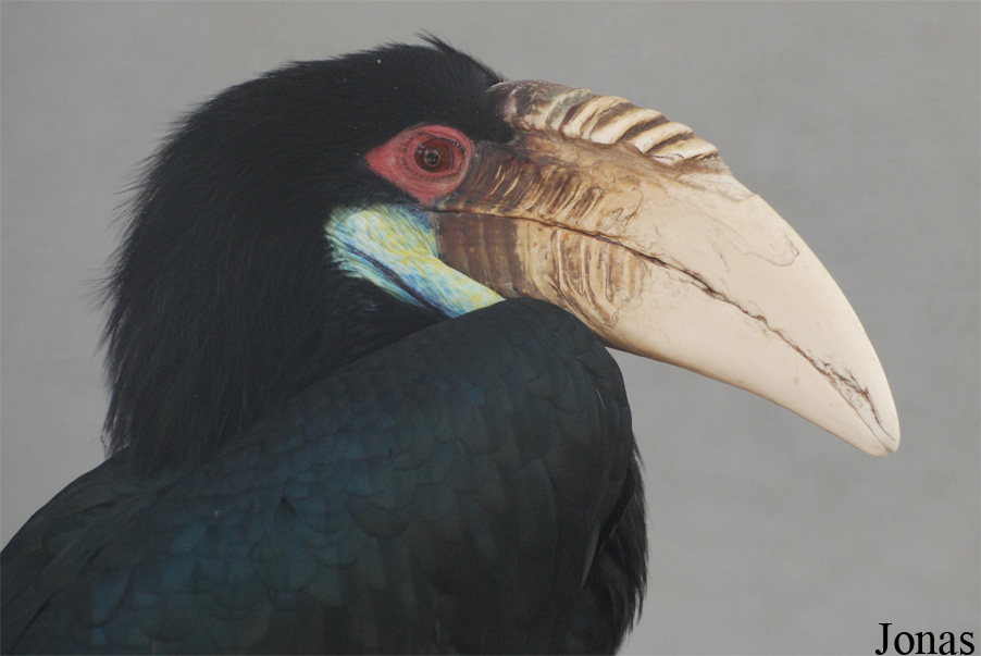Beijing Zoological Gardens