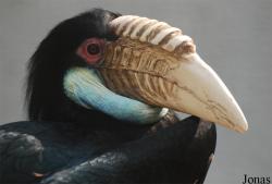 Beijing Zoological Gardens