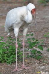 Beijing Zoological Gardens