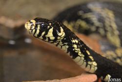 Spilotes pullatus