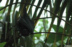 Pteropus hypomelanus
