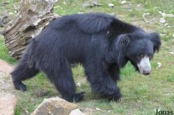 Melursus ursinus