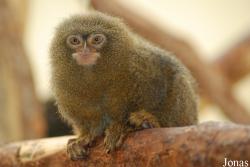 Cebuella pygmaea
