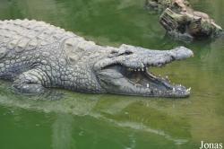 Crocodylus niloticus cowiei