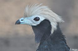 Pipile cumanensis