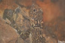 Tropidurus plica
