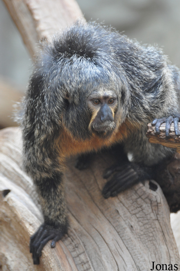 Zoo Halle