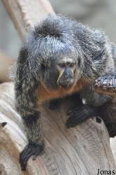 Zoo Halle