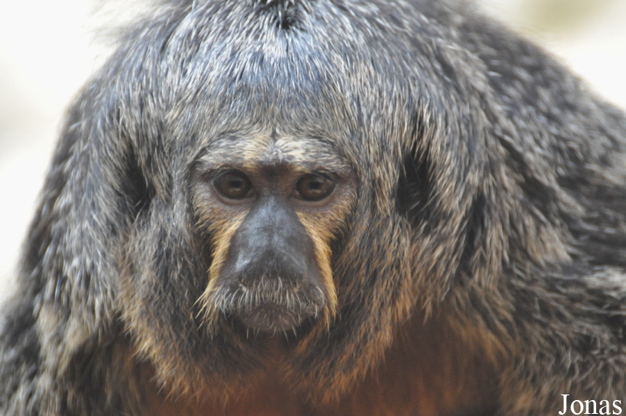 Zoo Halle