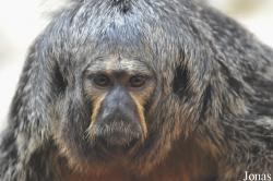Zoo Halle
