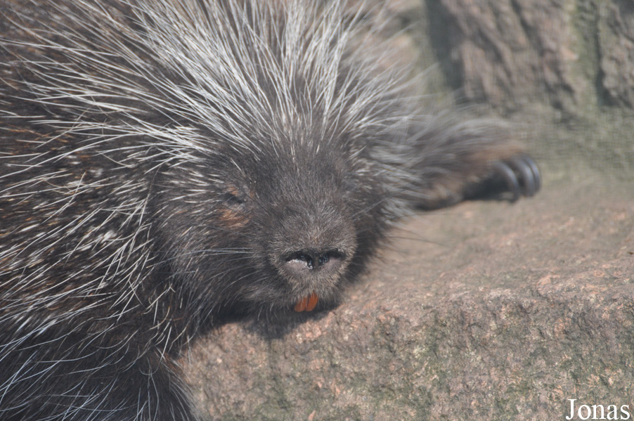 Zoo Halle
