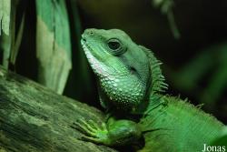 Physignathus cocincinus