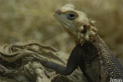 Agamidae