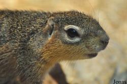 Xerus rutilus