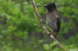 Pycnonotus barbatus