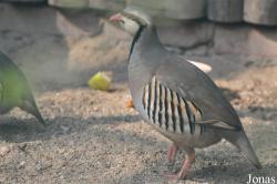 Tiergarten Bernburg