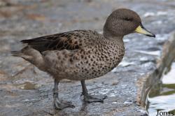 Anas flavirostris flavirostris