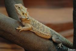 Pogona vitticeps