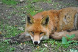 Vulpes vulpes crucigera