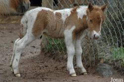 Poney Shetland