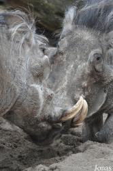 Zoologischer Garten Magdeburg