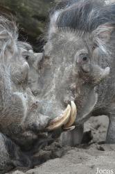Zoologischer Garten Magdeburg