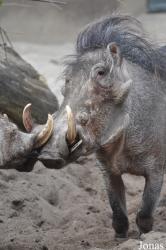 Zoologischer Garten Magdeburg