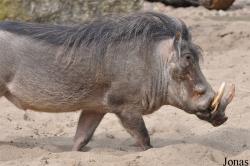 Zoologischer Garten Magdeburg