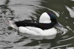 Bucephala albeola