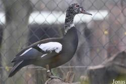 Tierpark Cottbus